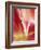 Macro Tulip II-Jonathan Nourock-Framed Photographic Print