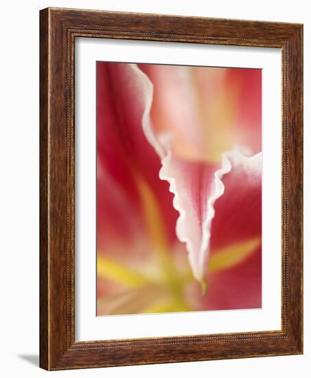 Macro Tulip II-Jonathan Nourock-Framed Photographic Print