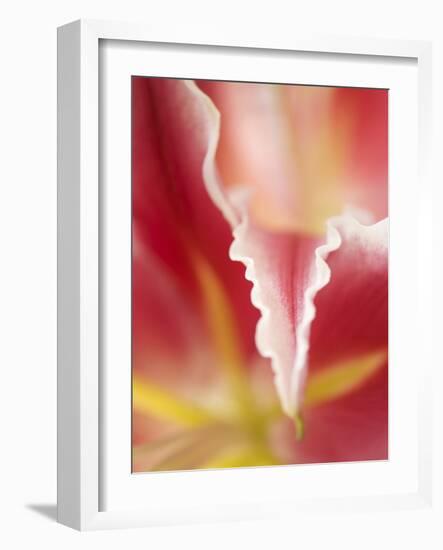 Macro Tulip II-Jonathan Nourock-Framed Photographic Print