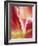 Macro Tulip II-Jonathan Nourock-Framed Photographic Print