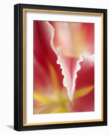 Macro Tulip II-Jonathan Nourock-Framed Photographic Print