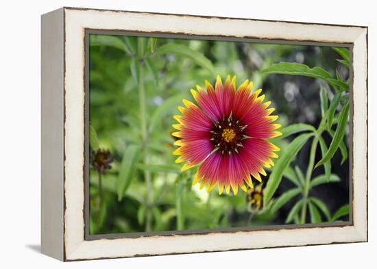 Macro view of a colorful flower-null-Framed Stretched Canvas