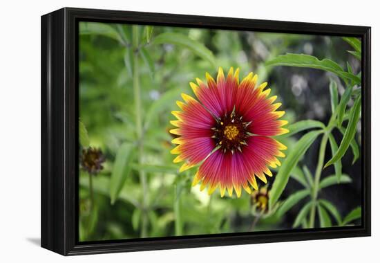 Macro view of a colorful flower-null-Framed Stretched Canvas