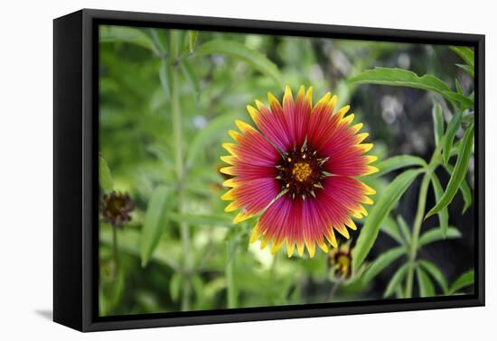 Macro view of a colorful flower-null-Framed Stretched Canvas