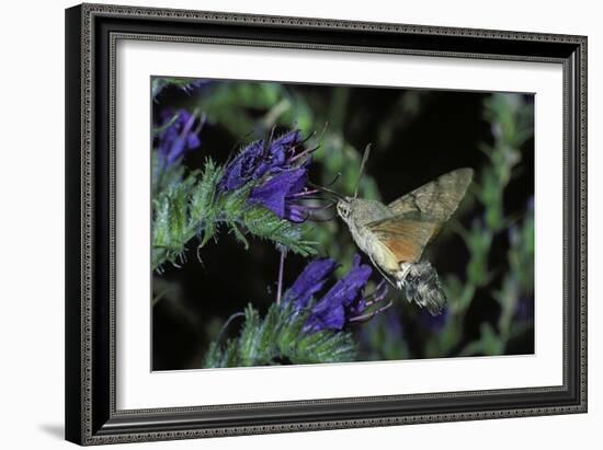 Macroglossum Stellatarum (Hummingbird Hawk-Moth) - Flying and Feeding on Flower Nectar-Paul Starosta-Framed Photographic Print