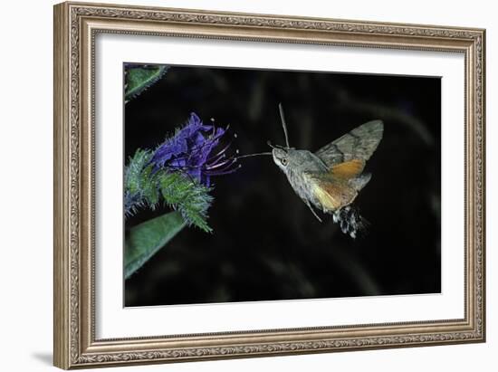 Macroglossum Stellatarum (Hummingbird Hawk-Moth) - Flying and Feeding on Flower Nectar-Paul Starosta-Framed Photographic Print