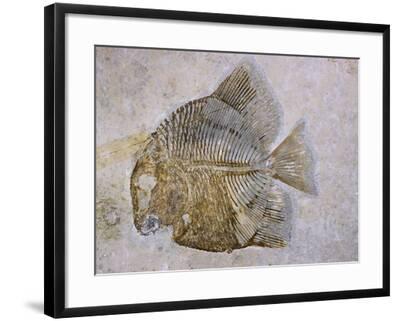 'Macromesodon Macropterus Fish Fossil' Photographic Print Naturfoto