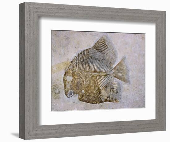 Macromesodon Macropterus Fish Fossil-Naturfoto Honal-Framed Photographic Print