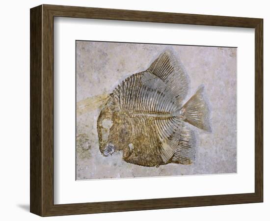 Macromesodon Macropterus Fish Fossil-Naturfoto Honal-Framed Photographic Print