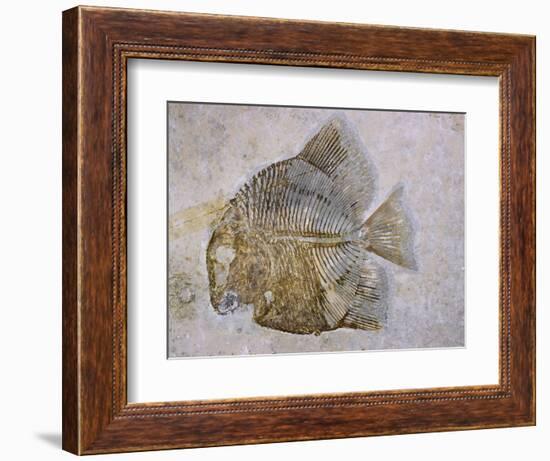 Macromesodon Macropterus Fish Fossil-Naturfoto Honal-Framed Photographic Print