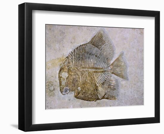 Macromesodon Macropterus Fish Fossil-Naturfoto Honal-Framed Photographic Print