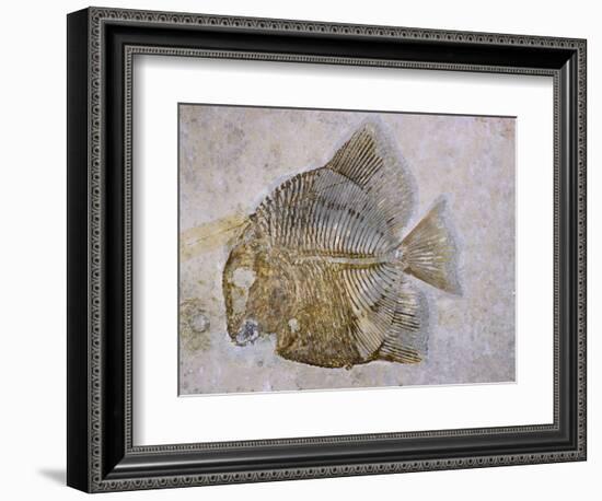 Macromesodon Macropterus Fish Fossil-Naturfoto Honal-Framed Photographic Print