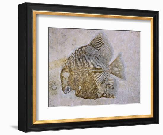 Macromesodon Macropterus Fish Fossil-Naturfoto Honal-Framed Photographic Print