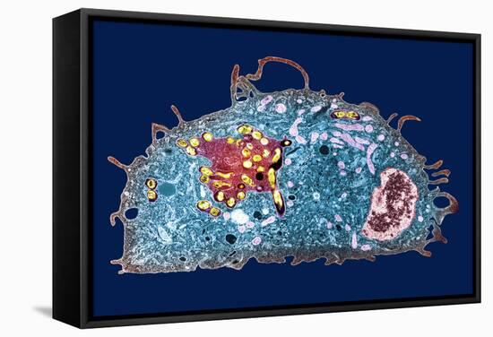 Macrophage And Tuberculosis Vaccine, TEM-Science Photo Library-Framed Premier Image Canvas