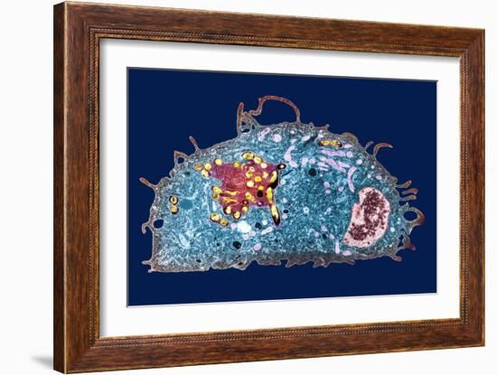 Macrophage And Tuberculosis Vaccine, TEM-Science Photo Library-Framed Photographic Print