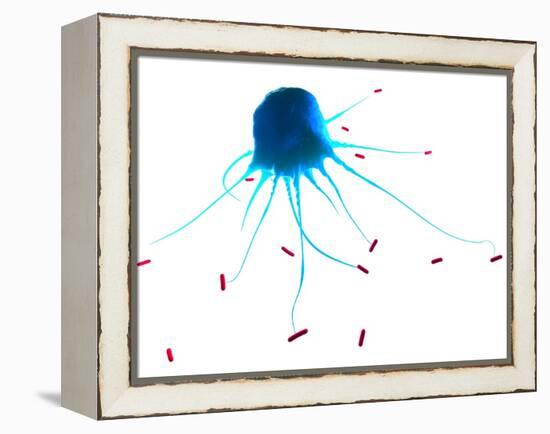 Macrophage Attacking Bacteria, Artwork-SCIEPRO-Framed Premier Image Canvas