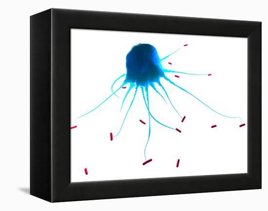 Macrophage Attacking Bacteria, Artwork-SCIEPRO-Framed Premier Image Canvas