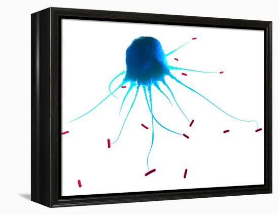 Macrophage Attacking Bacteria, Artwork-SCIEPRO-Framed Premier Image Canvas
