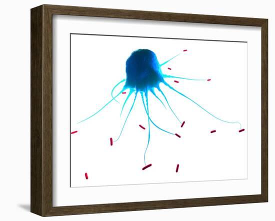 Macrophage Attacking Bacteria, Artwork-SCIEPRO-Framed Photographic Print