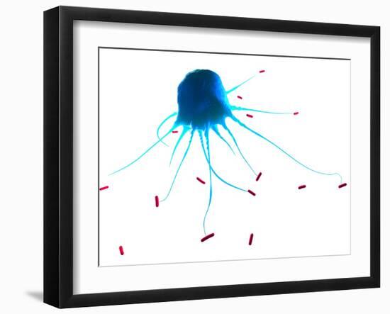 Macrophage Attacking Bacteria, Artwork-SCIEPRO-Framed Photographic Print