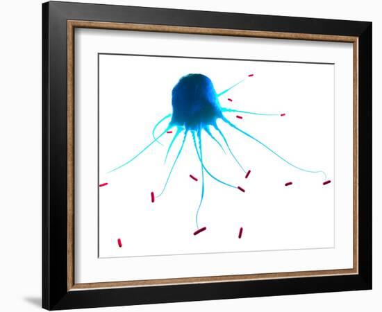 Macrophage Attacking Bacteria, Artwork-SCIEPRO-Framed Photographic Print