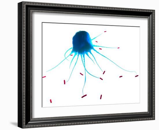 Macrophage Attacking Bacteria, Artwork-SCIEPRO-Framed Photographic Print