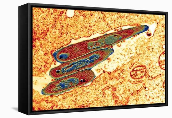 Macrophage Cell Engulfing Bacteria, TEM-Science Photo Library-Framed Premier Image Canvas