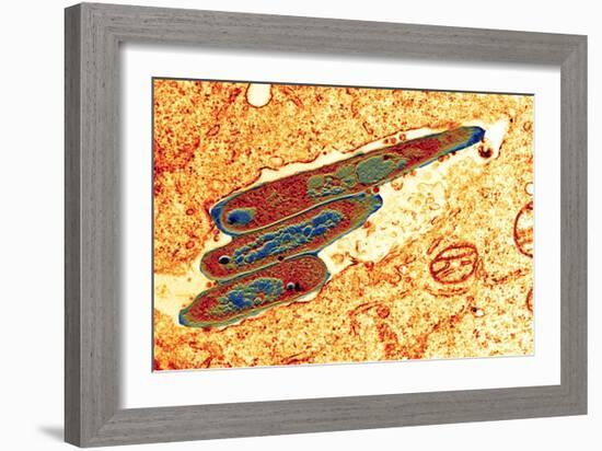 Macrophage Cell Engulfing Bacteria, TEM-Science Photo Library-Framed Photographic Print