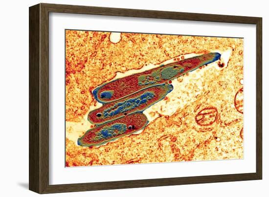 Macrophage Cell Engulfing Bacteria, TEM-Science Photo Library-Framed Photographic Print