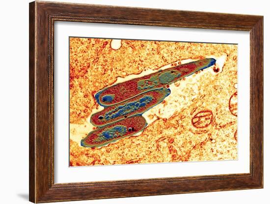 Macrophage Cell Engulfing Bacteria, TEM-Science Photo Library-Framed Photographic Print