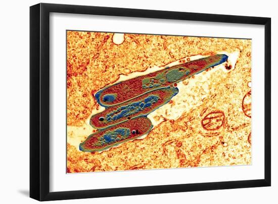 Macrophage Cell Engulfing Bacteria, TEM-Science Photo Library-Framed Photographic Print