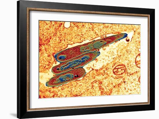 Macrophage Cell Engulfing Bacteria, TEM-Science Photo Library-Framed Photographic Print