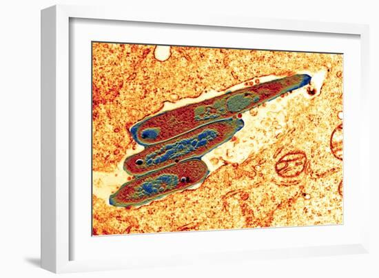 Macrophage Cell Engulfing Bacteria, TEM-Science Photo Library-Framed Photographic Print