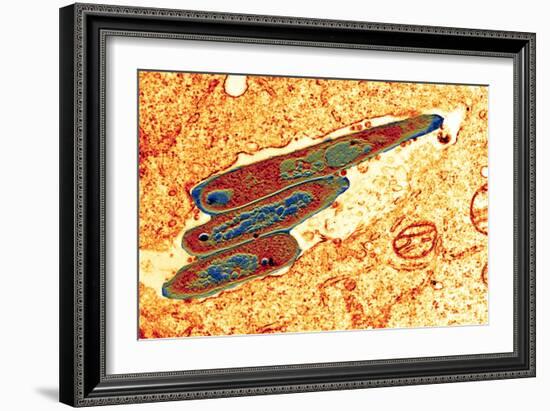 Macrophage Cell Engulfing Bacteria, TEM-Science Photo Library-Framed Photographic Print