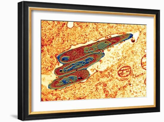 Macrophage Cell Engulfing Bacteria, TEM-Science Photo Library-Framed Photographic Print