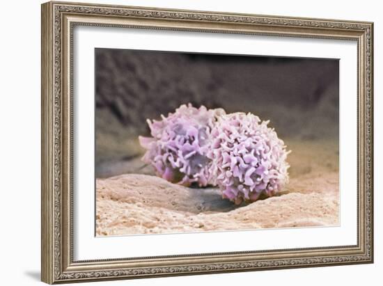 Macrophage Cells, SEM-Thomas Deerinck-Framed Photographic Print