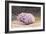 Macrophage Cells, SEM-Thomas Deerinck-Framed Photographic Print