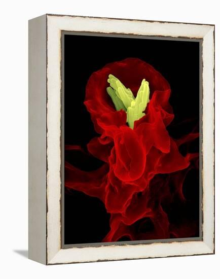 Macrophage Engulfing TB Bacteria, SEM-Science Photo Library-Framed Premier Image Canvas