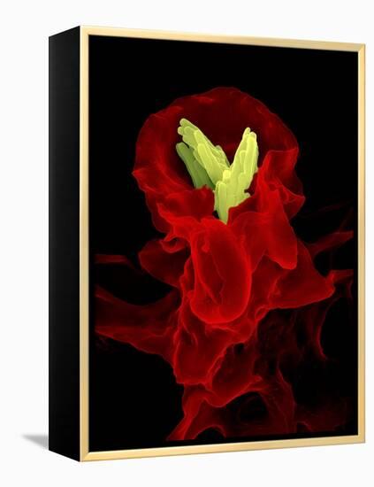 Macrophage Engulfing TB Bacteria, SEM-Science Photo Library-Framed Premier Image Canvas