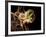 Macrophage Engulfing TB Bacteria, SEM-Science Photo Library-Framed Photographic Print