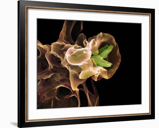 Macrophage Engulfing TB Bacteria, SEM-Science Photo Library-Framed Photographic Print