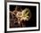 Macrophage Engulfing TB Bacteria, SEM-Science Photo Library-Framed Photographic Print