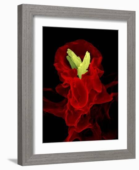 Macrophage Engulfing TB Bacteria, SEM-Science Photo Library-Framed Photographic Print