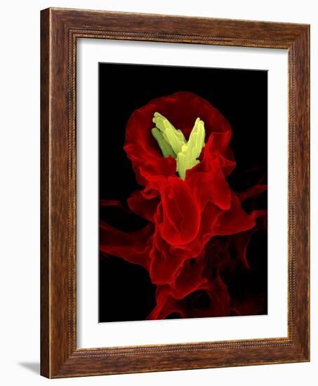 Macrophage Engulfing TB Bacteria, SEM-Science Photo Library-Framed Photographic Print