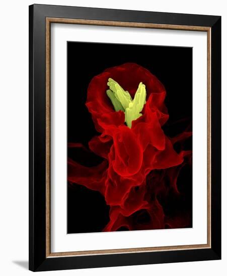 Macrophage Engulfing TB Bacteria, SEM-Science Photo Library-Framed Photographic Print