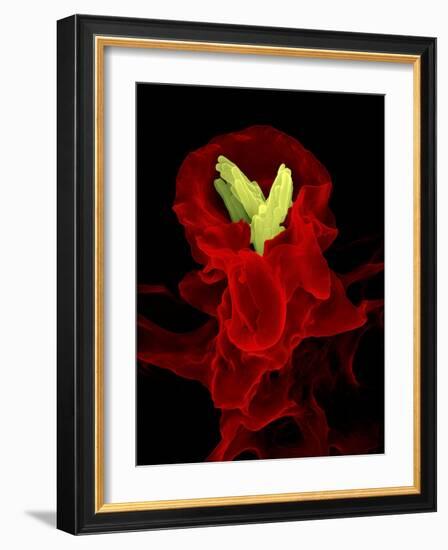 Macrophage Engulfing TB Bacteria, SEM-Science Photo Library-Framed Photographic Print