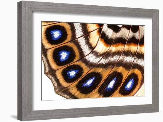 Macrophotograph of Agrias Claudina Wing-Dr. Keith Wheeler-Framed Photographic Print