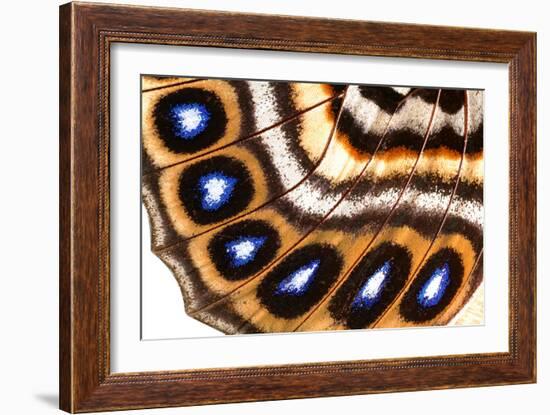 Macrophotograph of Agrias Claudina Wing-Dr. Keith Wheeler-Framed Photographic Print