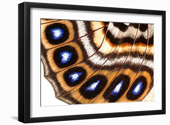 Macrophotograph of Agrias Claudina Wing-Dr. Keith Wheeler-Framed Photographic Print