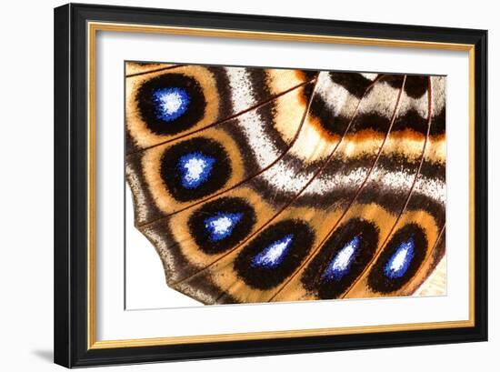 Macrophotograph of Agrias Claudina Wing-Dr. Keith Wheeler-Framed Photographic Print